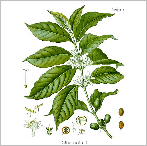 kaffeebohne-arabica-pflanze-coffea